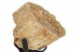 Fossil Hadrosaur Rib Section w/ Metal Stand - South Dakota #340086-2